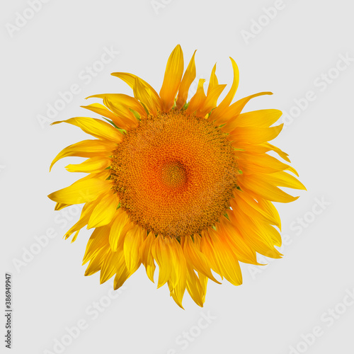 Blooming sunflower close-up with open yellow petals, top view, isolated on white background. © olegphotor