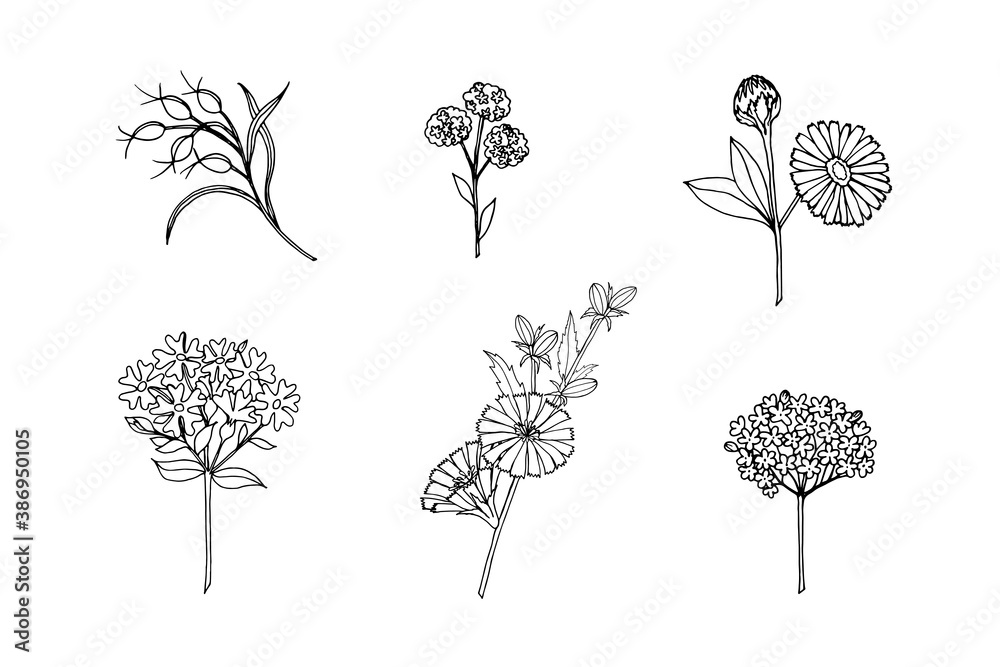 Set of wildflowers and herbs chicory, calendula, yarrow, saponaria contour drawing on a white background.  Vector illustration for festive design, announcements, postcards, invitations, posters. - obrazy, fototapety, plakaty 