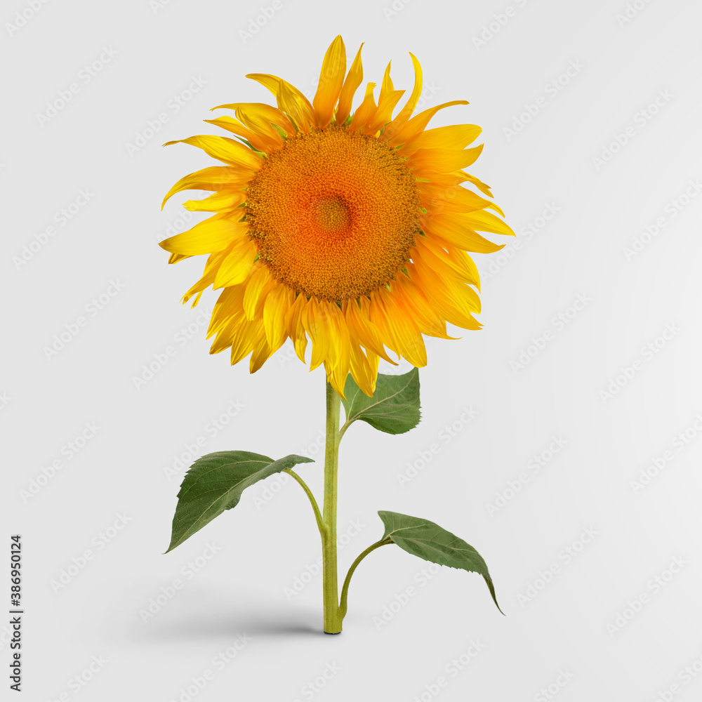 Obraz premium Colorful blossomed sunflower with yellow petals on a green stem with leaves, isolated on a white background.