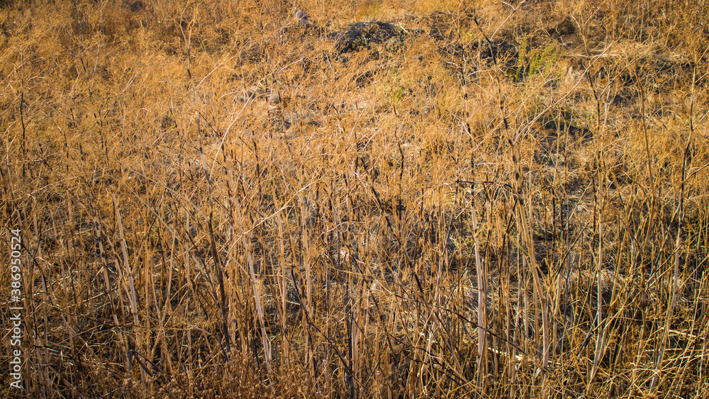Fototapeta premium Yellow grass pattern, close up of yellow grass 