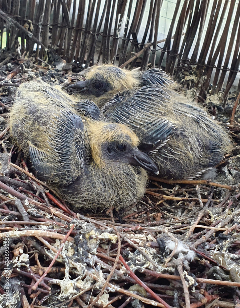 Pisklęta gołębia czekają na matkę Stock-Foto | Adobe Stock