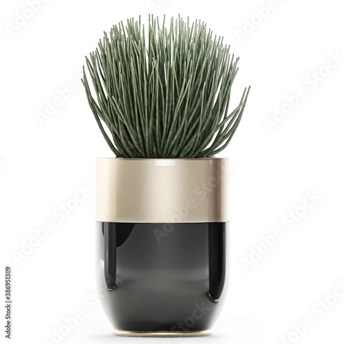  Wall of ornamental plantSansevieria cylindrica in a pot isolated on white background photo