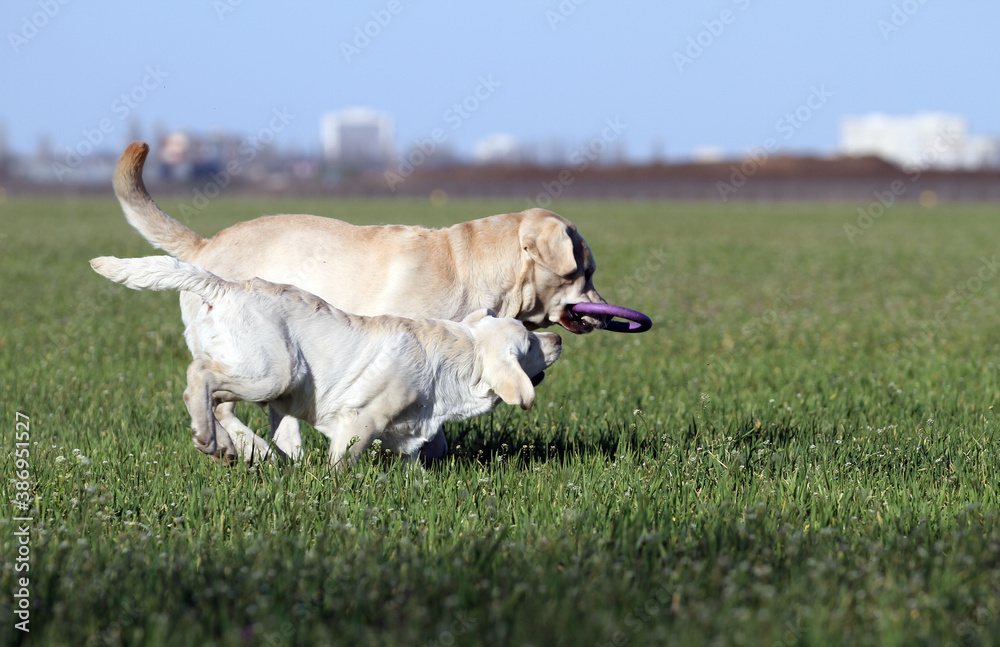 two sweet yellow labradors in the park two sweet yellow labradors in the park