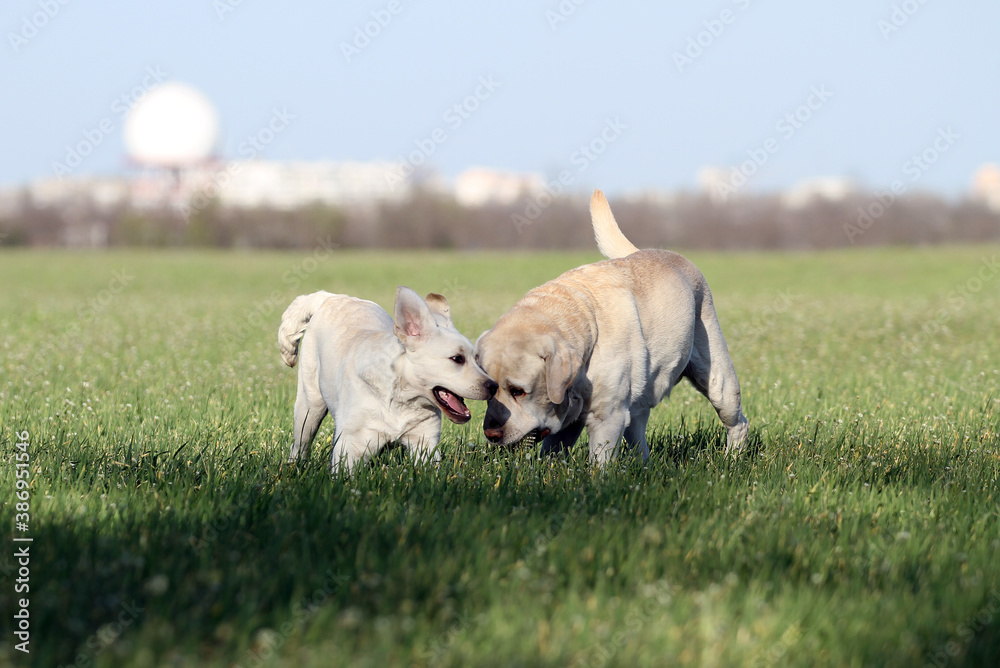 two adorable yellow labradors in the park
