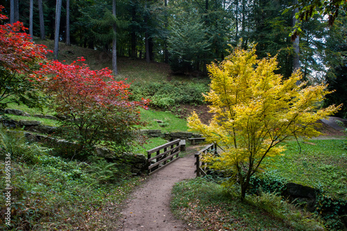 Obraz na plátně ponte fra alberi in foliage al parco della Burcina, biellese, italia
