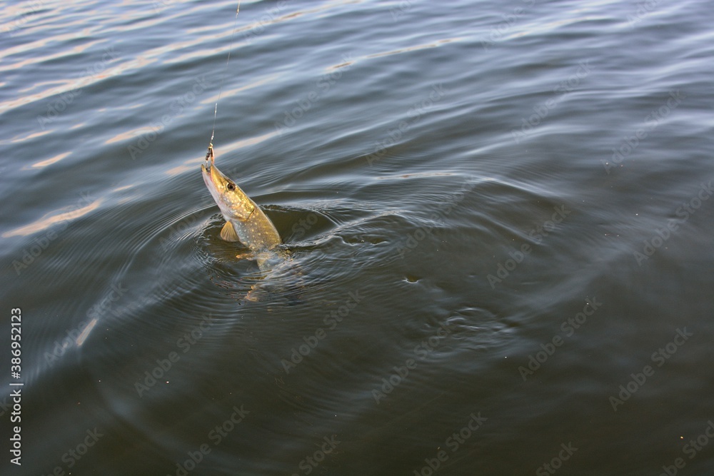Summer fishing, pike fishing, spinning on the lake Summer fishing, pike fishing, spinning on the lake
