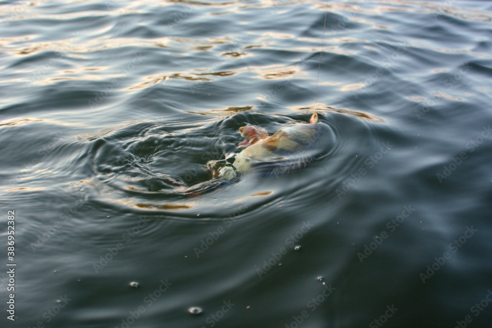 Summer fishing, perch fishing spinning reel on the lake Summer fishing, perch fishing spinning reel on the lake