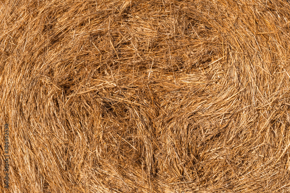 Hay texture golden straws close-up bulgaria sunny orange yellow nature ecology rural sharp focus Hay texture golden straws close-up bulgaria sunny orange yellow nature ecology rural sharp focus