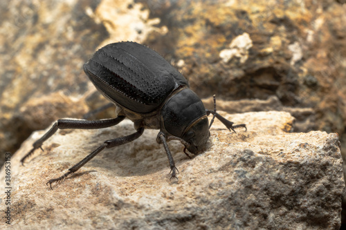 The large black Arabian Darkling Beetle