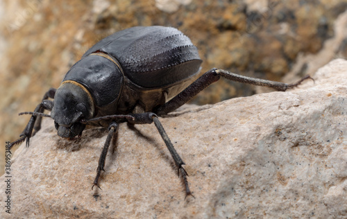 Wallpaper Mural The large black Arabian Darkling Beetle Torontodigital.ca