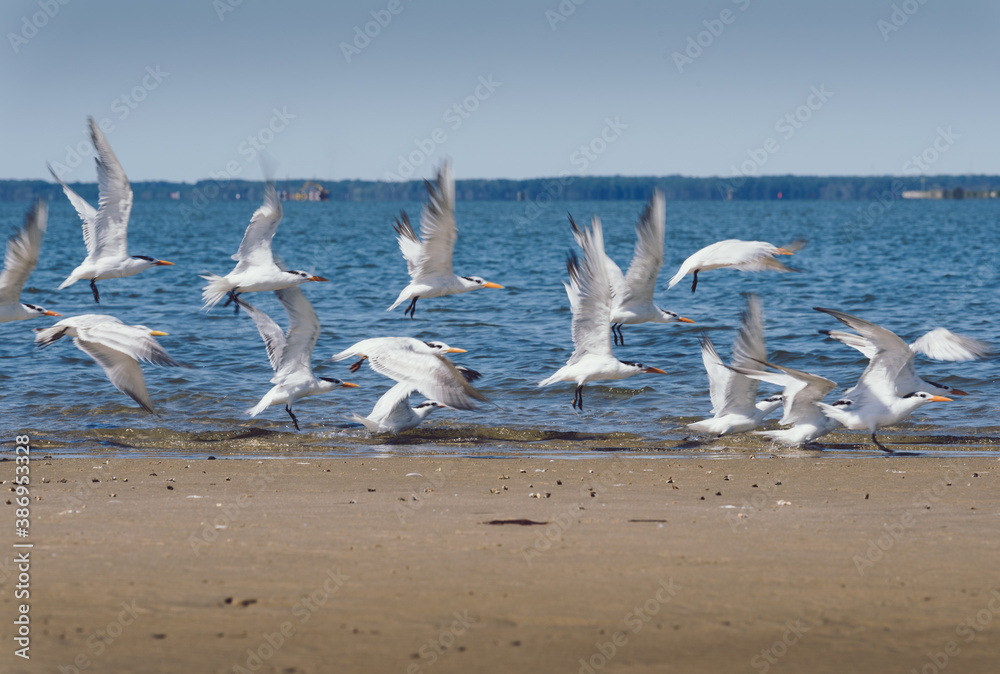 flock of birds