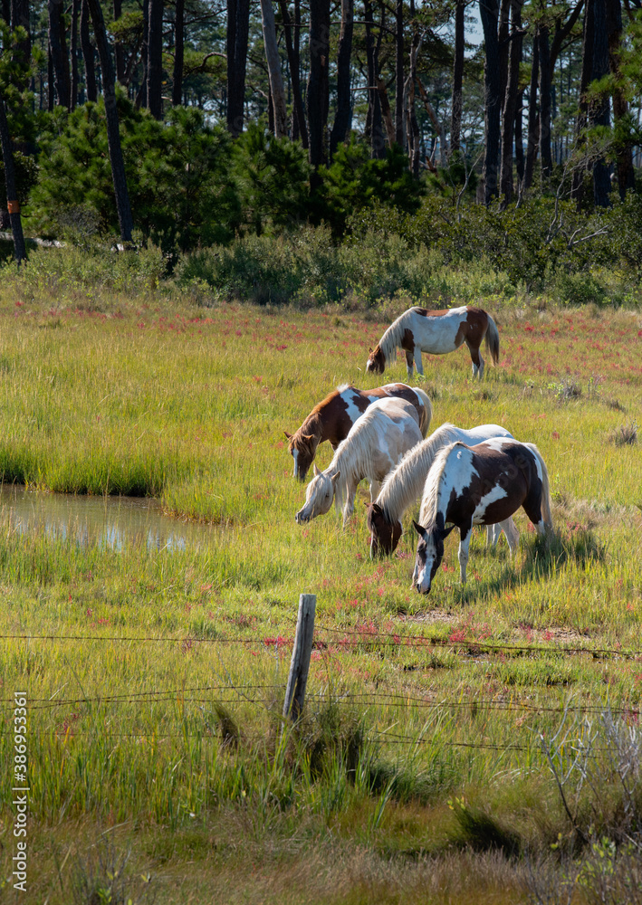 horses in the field