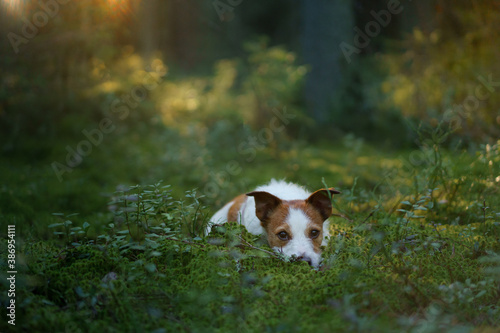 Fototapeta Naklejka Na Ścianę i Meble -  dog in forest on the moss . Jack Russell Terrier in nature. 