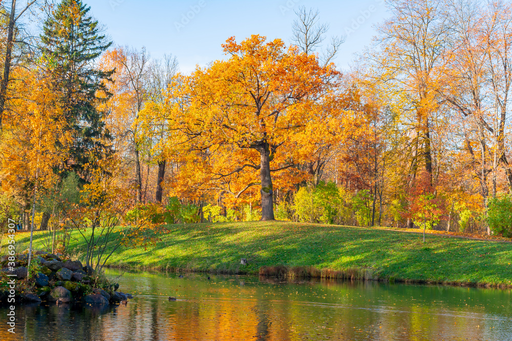 Oak tree in autumn in Alexander park, Tsarskoe Selo (Pushkin), Saint Petersburg, Russia