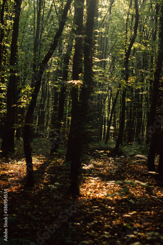 the beginning of the day in the autumn forest in the morning