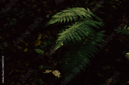 fern in the autumn forest in the morning