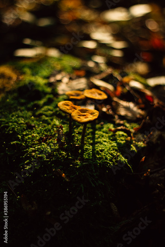 mushrooms in the autumn forest in the morning