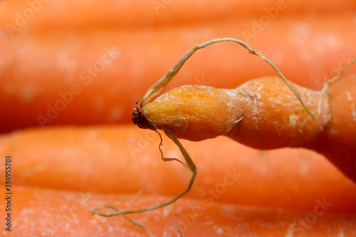 organic and fresh carrot on a background