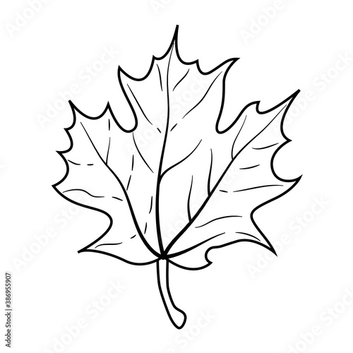 autumn maple leaf nature icon