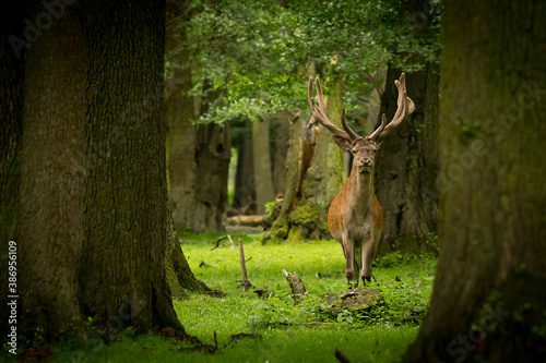 Hirsch auf einer Lichtung im Wald