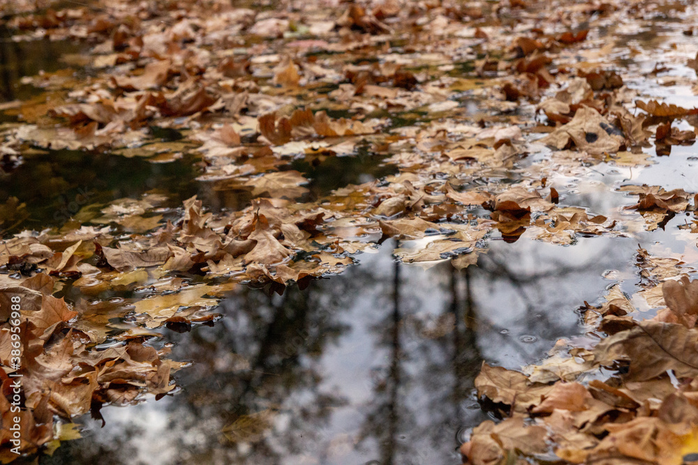 Fototapeta premium autumn leaves on the water