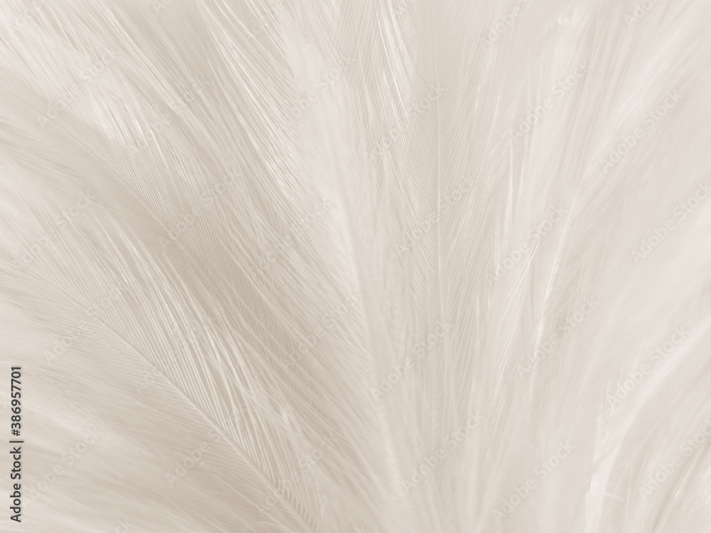 Beautiful abstract gray feathers on white background and soft white feather texture on white pattern and brown background, white texture, love theme, valentines day Beautiful abstract gray feathers on white background and soft white feather texture on white pattern and brown background, white texture, love theme, valentines day