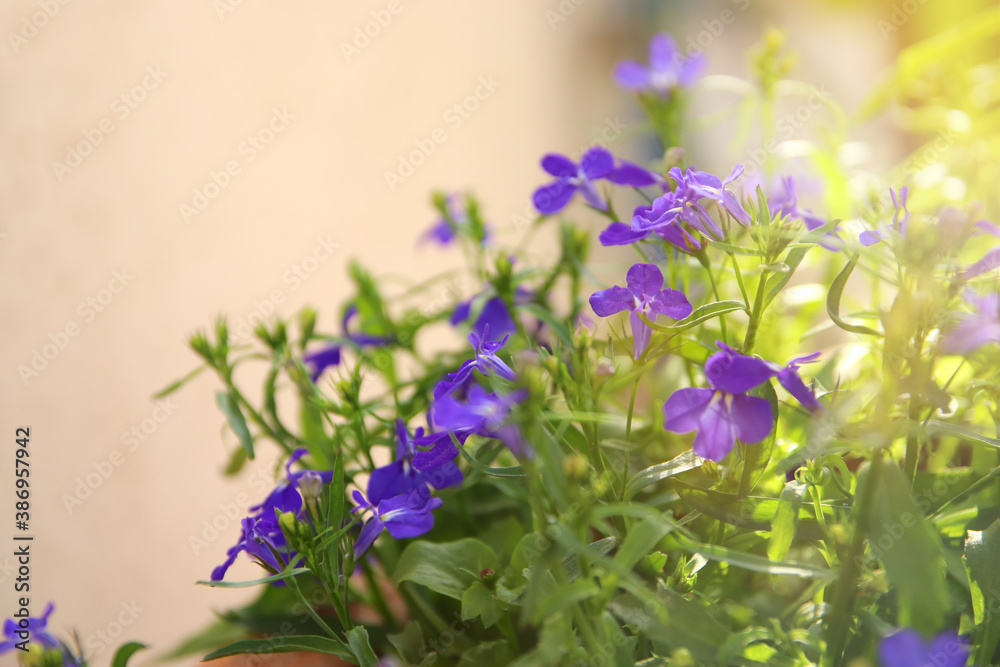 Obraz premium photo of blue Lobelia flowers in the garden. Close up, selective focus