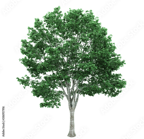 tree 3d render  on white  background