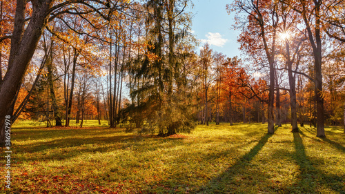 Sunny scene in autumn park