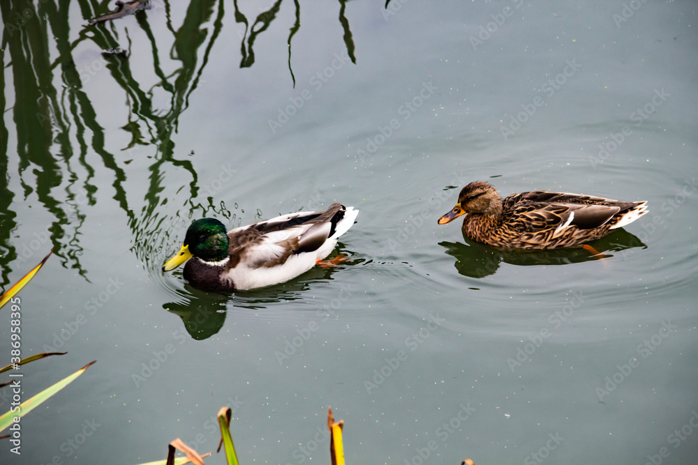 Duck and drake swim in the lake. The ducks is floating in the river and look for food. Duck and drake swim in the lake. The ducks is floating in the river and look for food.