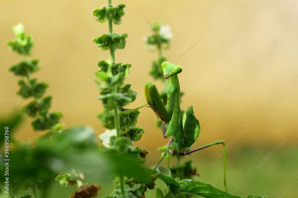 Sphodromantis viridis