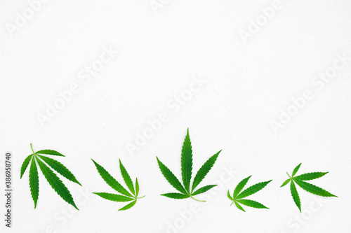 Cannabis  marijuana leaves on a light white surface  top view  copy space. Symbol of peacefulness  a relaxed state and a philosophical attitude towards life 