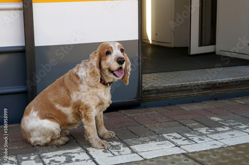 A dog is sitting near the open door of the train car and is waiting for the owner.