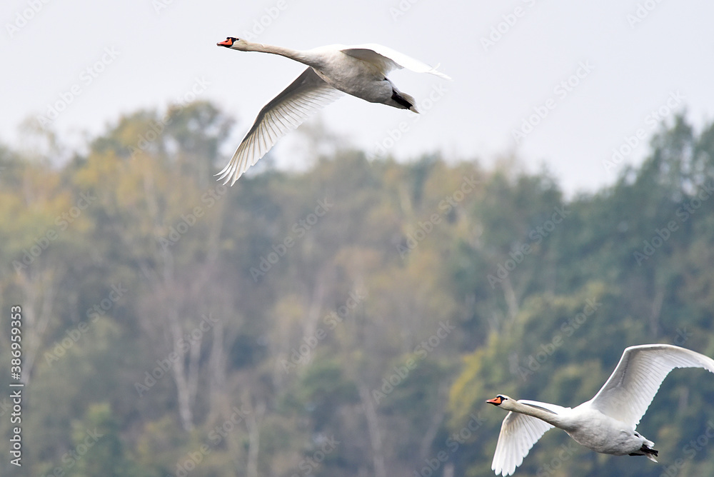 Obraz premium Schwan während des Fluges