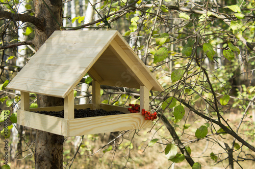 Papier peint Closeup on wooden bird feeder in the forest