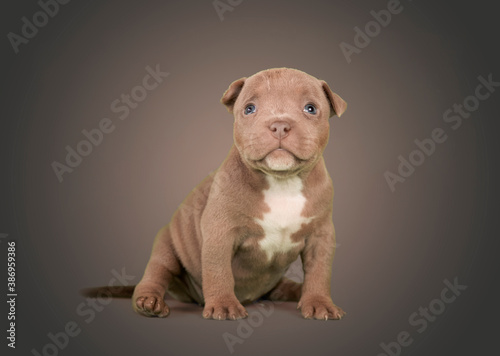 bullterrier puppy