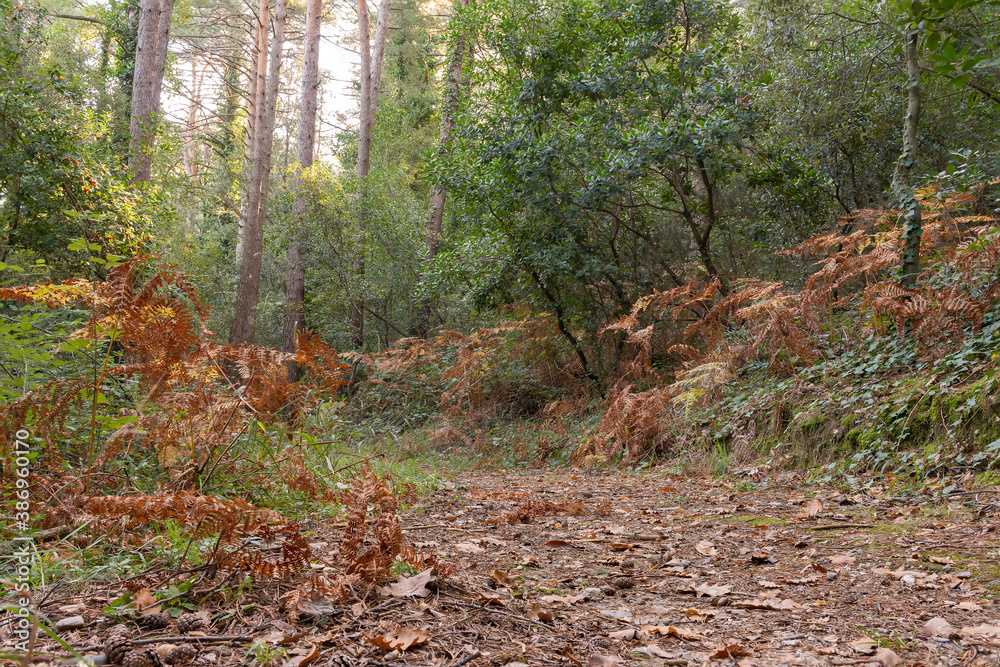 camino del bosque en otoño camino del bosque en otoño