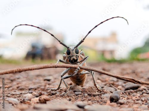 Longhorn Beetle © Omkar Yadav
