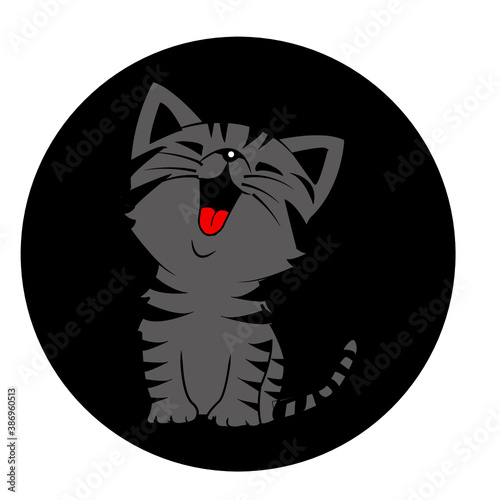 gatto miao