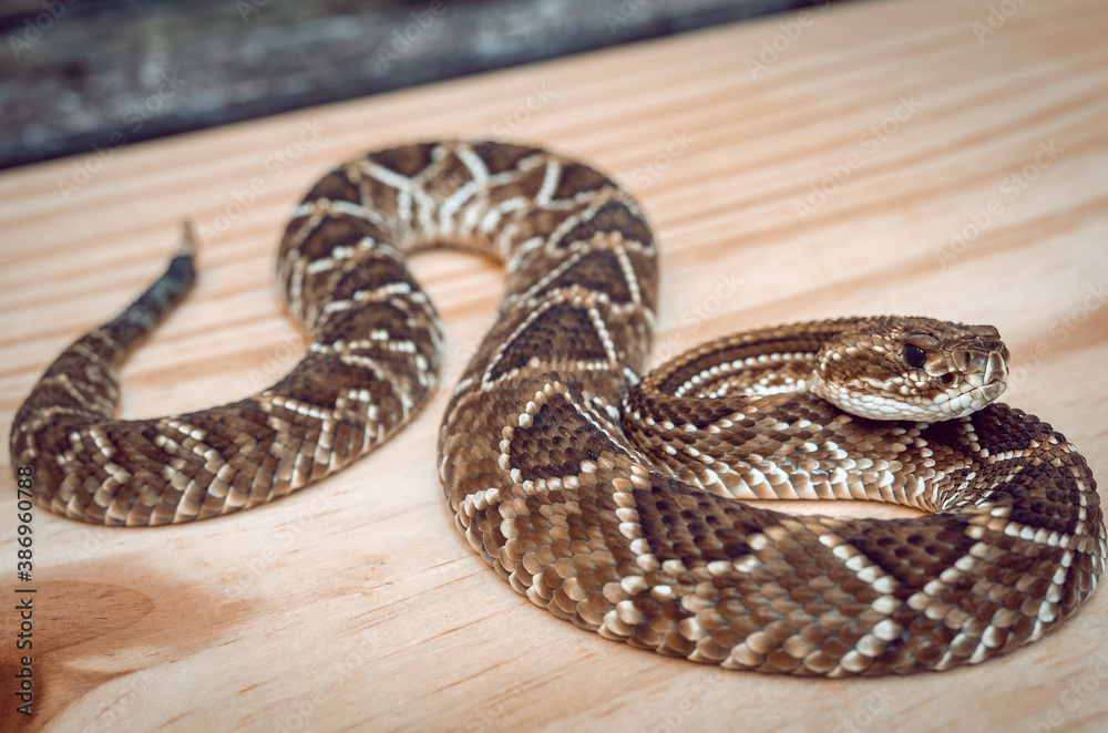 Fototapeta premium Rattle