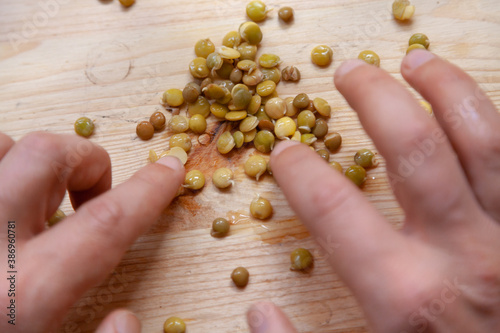 Lentil seeds are on wooden background. Above hands of breeder