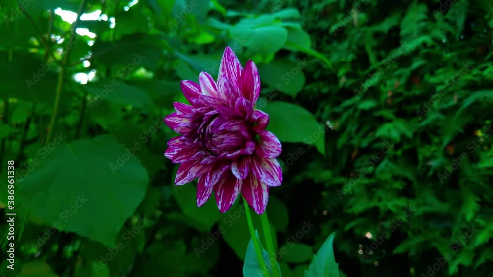 Bright purple dahlia flower close-up in the garden. Bright purple dahlia flower close-up in the garden.