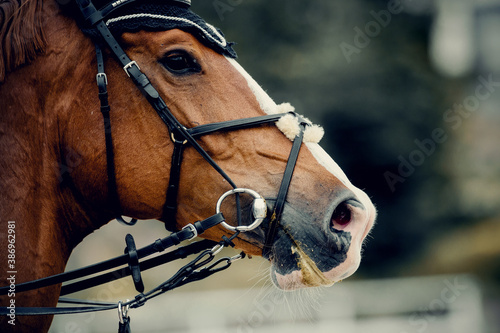 Fototapeta Naklejka Na Ścianę i Meble -  Horse muzzle close up. Portrait sports red stallion with a white groove on his forehead in the bridle.