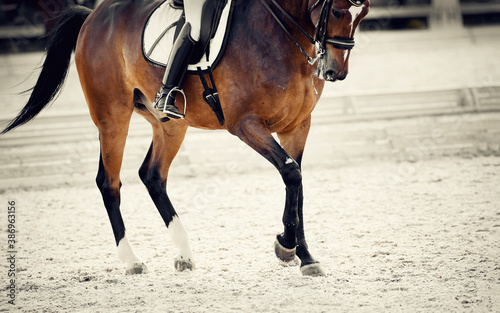 Equestrian sport. The leg of the rider in the stirrup, riding on a red horse. © Azaliya (Elya Vatel)