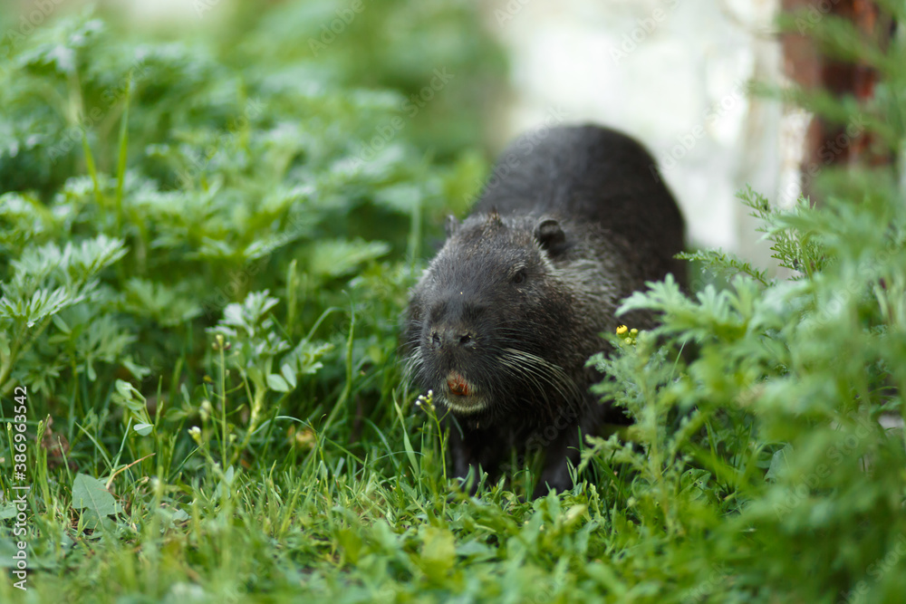 Black muskrat in the green grass goes about its business Black muskrat in the green grass goes about its business