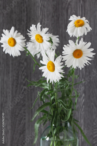Bouquet of large daisies stands on gray background