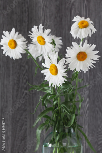 Bouquet of large daisies stands on  gray background