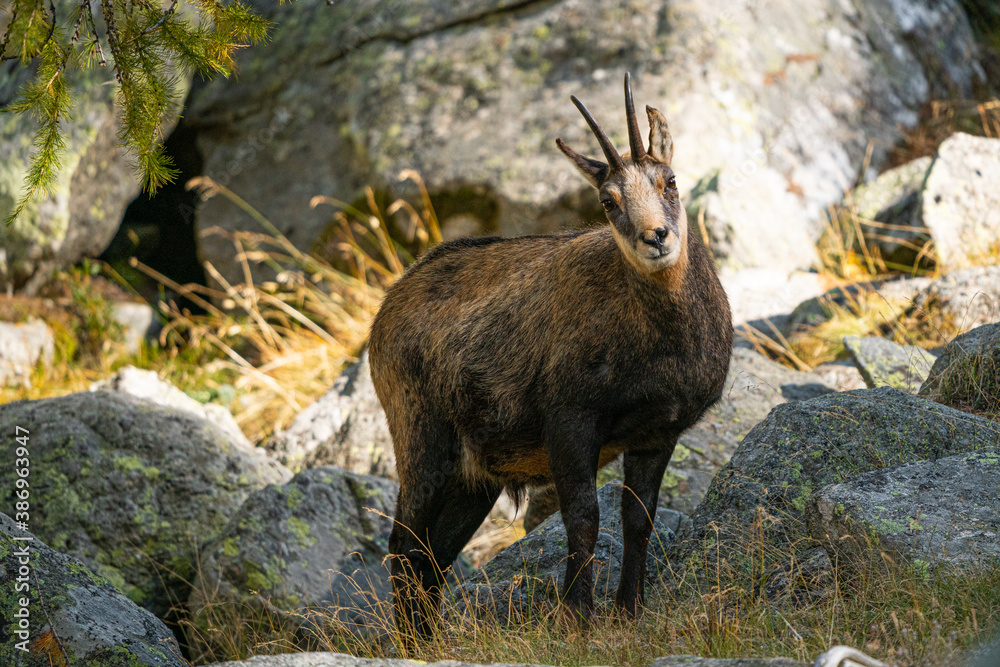 chamois in the italian alps, gran paradiso national park, valle d'aosta chamois in the italian alps, gran paradiso national park, valle d'aosta