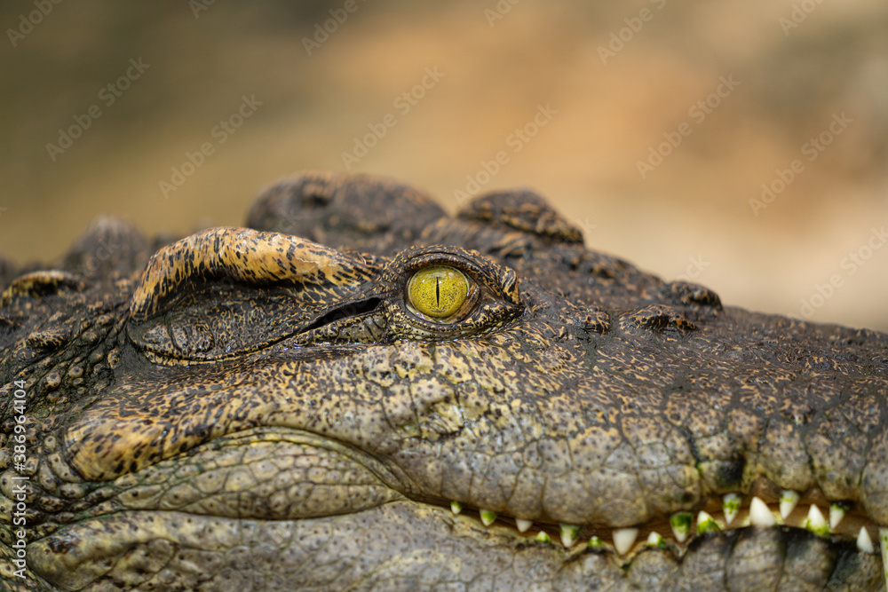 Obraz premium Ein Reptil Auge