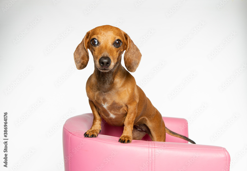 Cute little dachshund dog with front paws up on pink chair